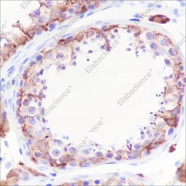 Recombinant Inhibin alpha Monoclonal Antibody - 3