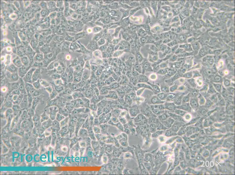SN12C Cell Complete Medium - 4