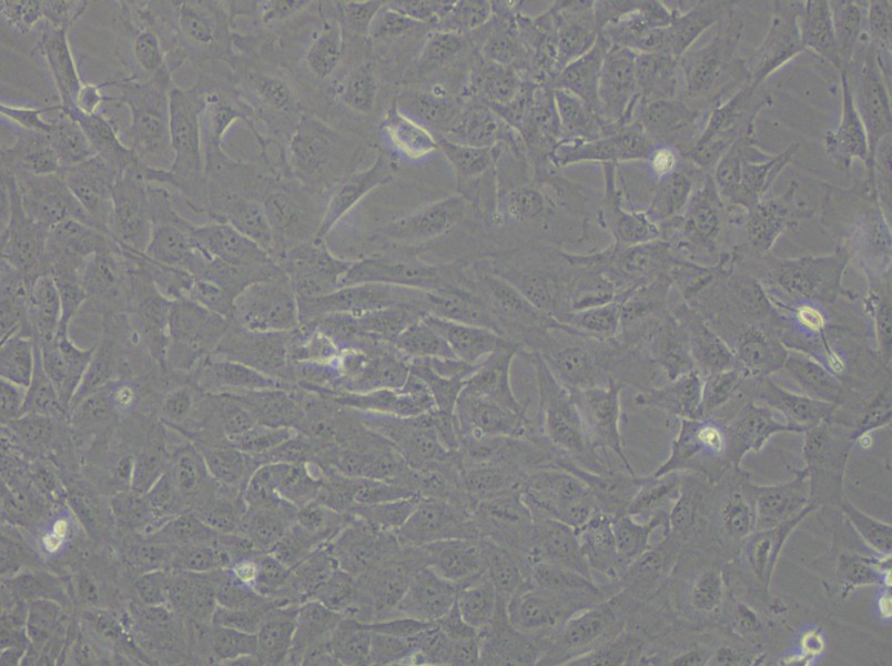 12Z Cell Complete Medium - 5