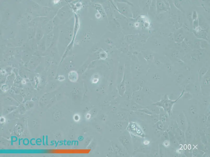 RWPE-1 Cell Complete Medium - small - 5