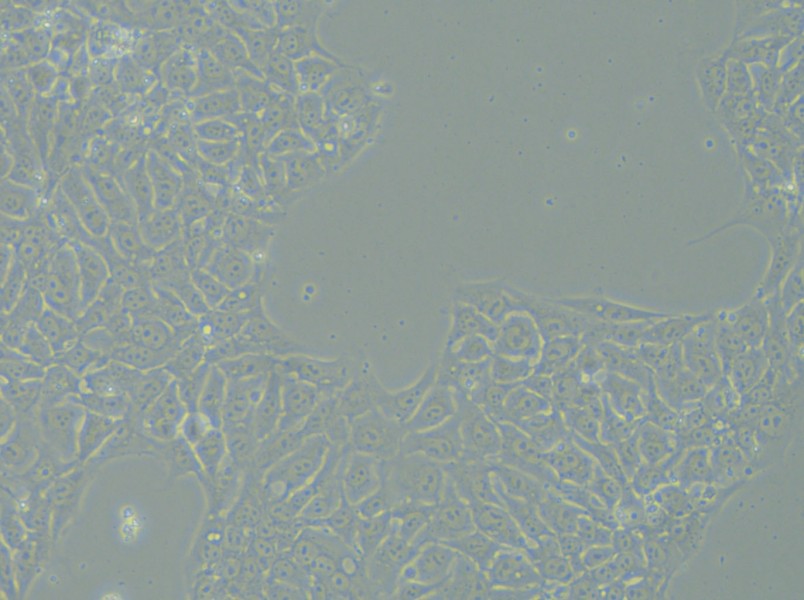 DYR0100 Cell Complete Medium - 12