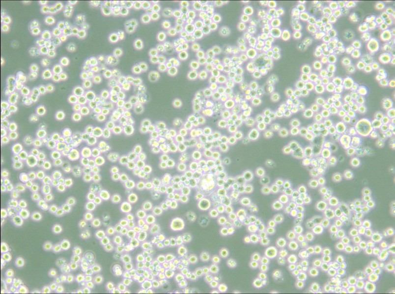 MR1 Cell Complete Medium - 5