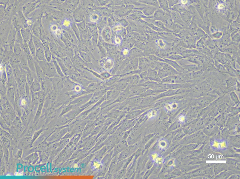 Porcine Bone Marrow Mesenchymal Stem Cell Complete Medium - 6