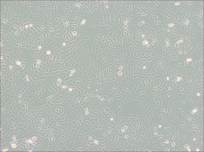 MA-104 [MA104] Cell Complete MediumMA-104 [MA104] Cell Complete Medium - 2