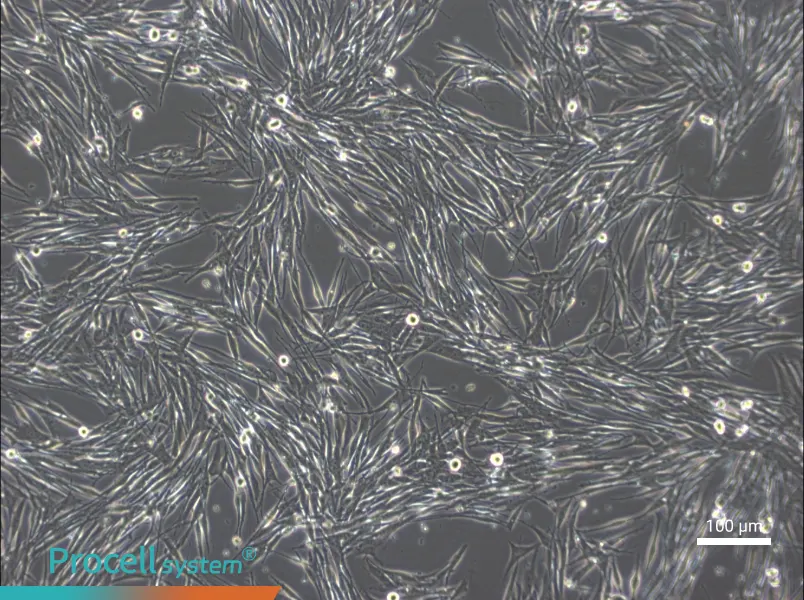MeWoMeWo - 3