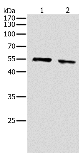 Western Blot analysis of NIH/3T3 and Hela cell using AKT1 Polyclonal Antibody at dilution of 1:500