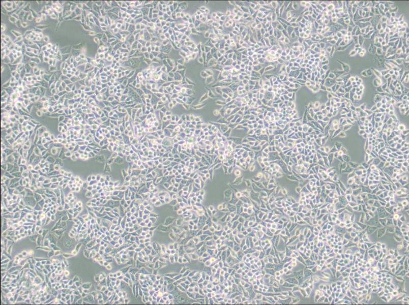 AN3 CA Cell Complete Medium - 3