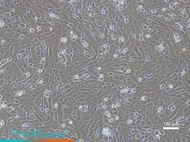 Rabbit Chondrocyte Complete Medium - 3
