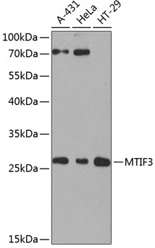 Western blot analysis of extracts of various cell lines using MTIF3 Polyclonal Antibody at 1:1000 dilution.