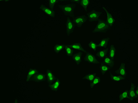 Immunofluorescence analysis of A549 cells using APEX1/APE1 Polyclonal antibody .