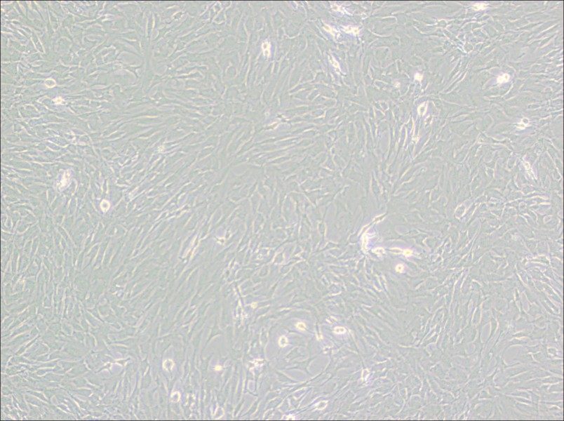 GC-2spd(ts) Cell Complete MediumGC-2spd(ts) Cell Complete Medium - 2
