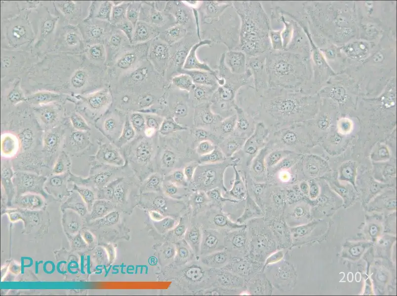 KLE Cell Complete Medium - small - 5