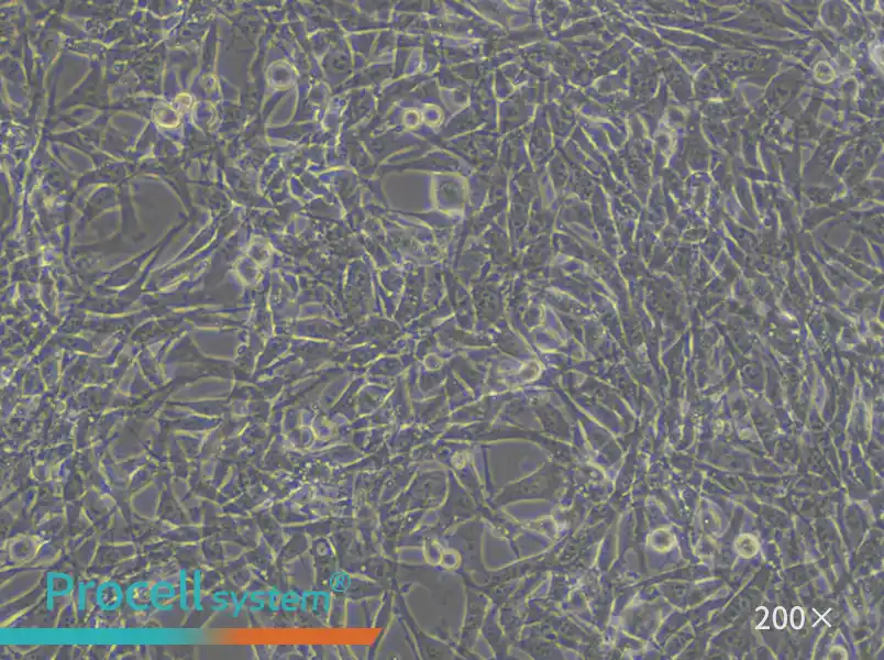TM4 Cell Complete Medium - small - 4