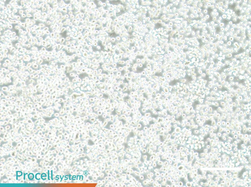 Mono-Mac-6 Cell Complete Medium - 2