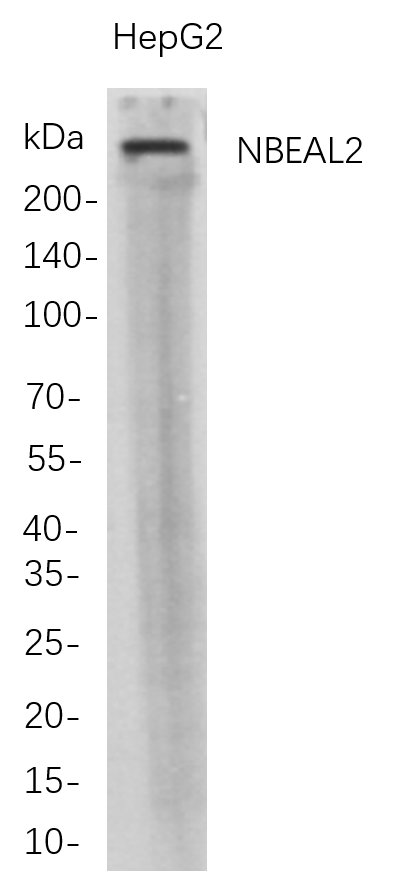 Recombinant NBEAL2 Monoclonal Antibody-searchlist-1