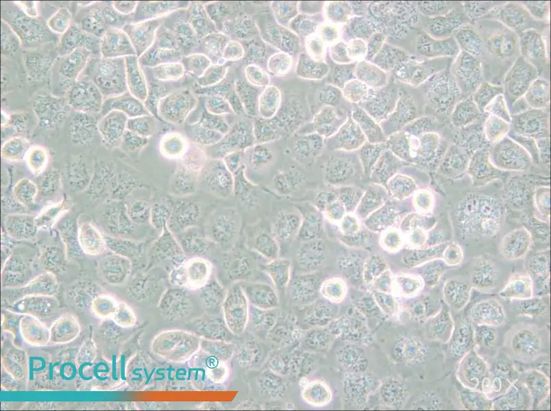 NCI-H661 Cell Complete Medium - 5
