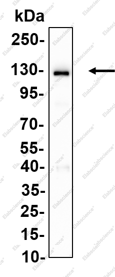 Recombinant TERT Monoclonal Antibody - 1