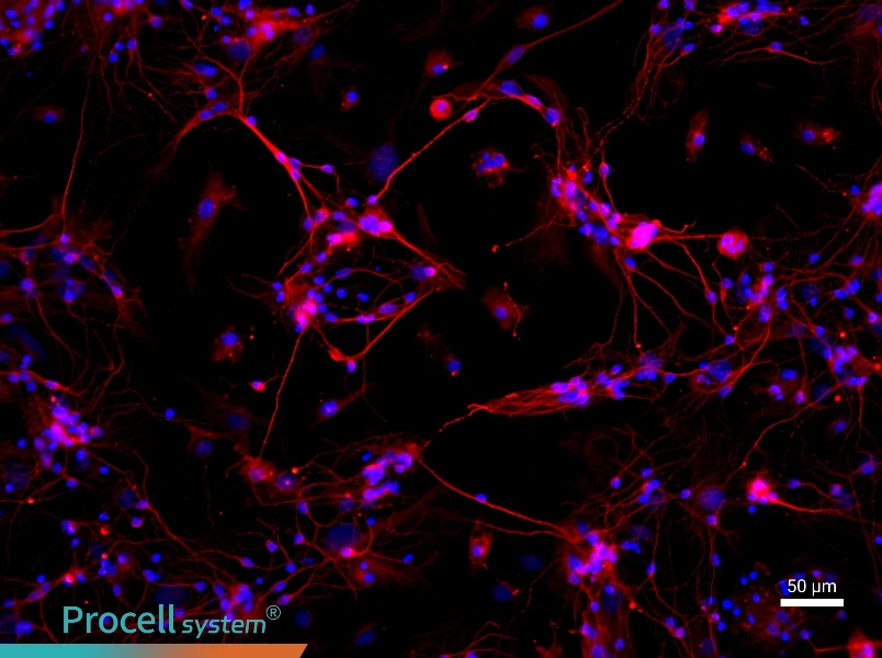 Rat Hippocampal Neuron Complete Medium - 1