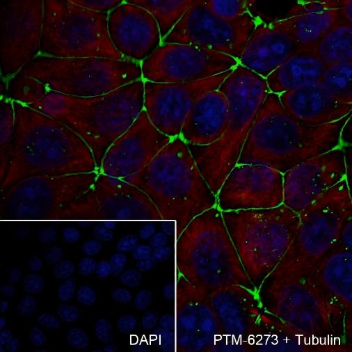 Recombinant Claudin-5 Monoclonal Antibody - small - 4