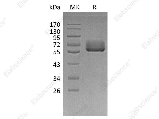 Recombinant Human BTN2A2 Protein (Fc Tag) - 1