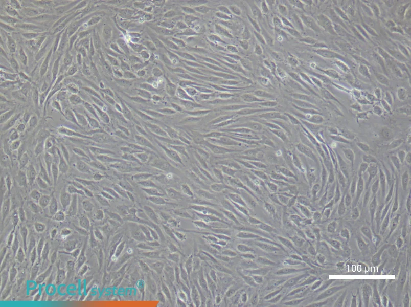 Human Dermal Microvascular Endothelial Cell Complete Medium - 2