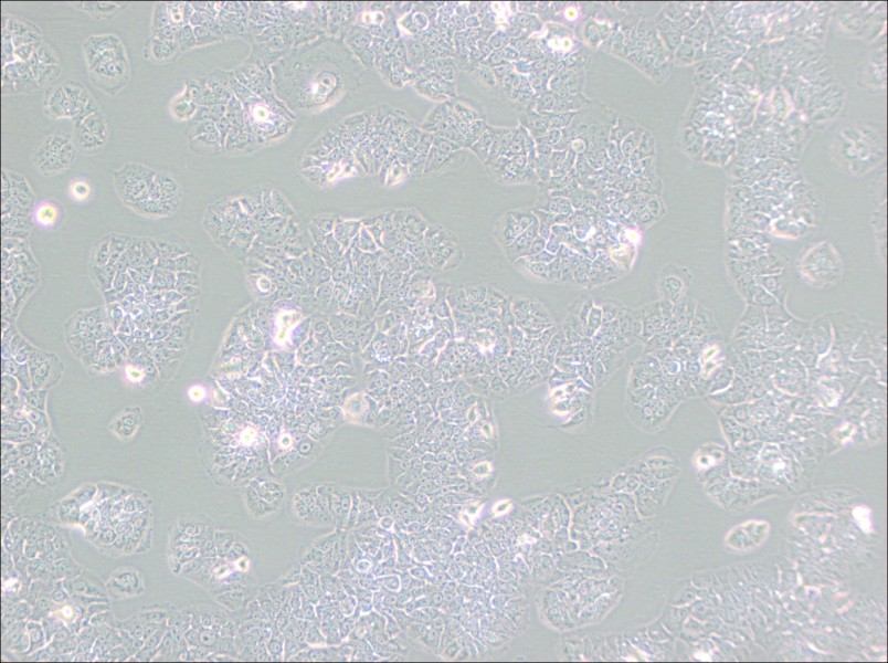 NCI-H1437 Cell Complete MediumNCI-H1437 Cell Complete Medium - 3