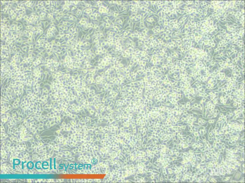 A-204 [A204] Cell Complete MediumA-204 [A204] Cell Complete Medium - 3