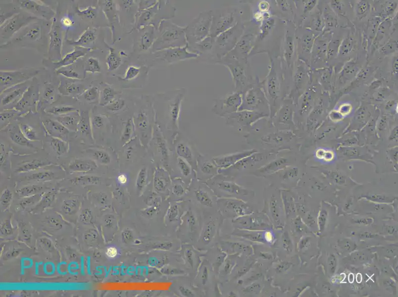 U-2 OS [U2OS] Cell Complete Medium - small - 5