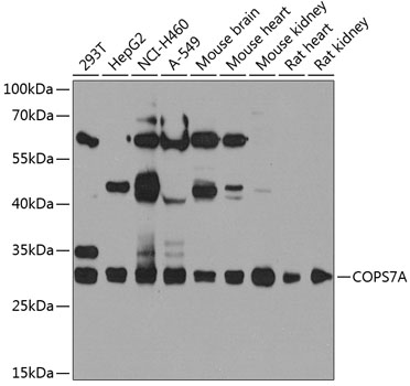 Western blot analysis of extracts of various cell lines using COPS7A Polyclonal Antibody at 1:1000 dilution.