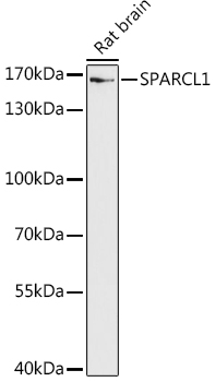 Western blot analysis of extracts of Rat brain using SPARCL1 Polyclonal Antibody at 1:1000 dilution.