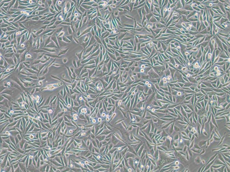 PC-3-GFP Cell Complete Medium - small - 6