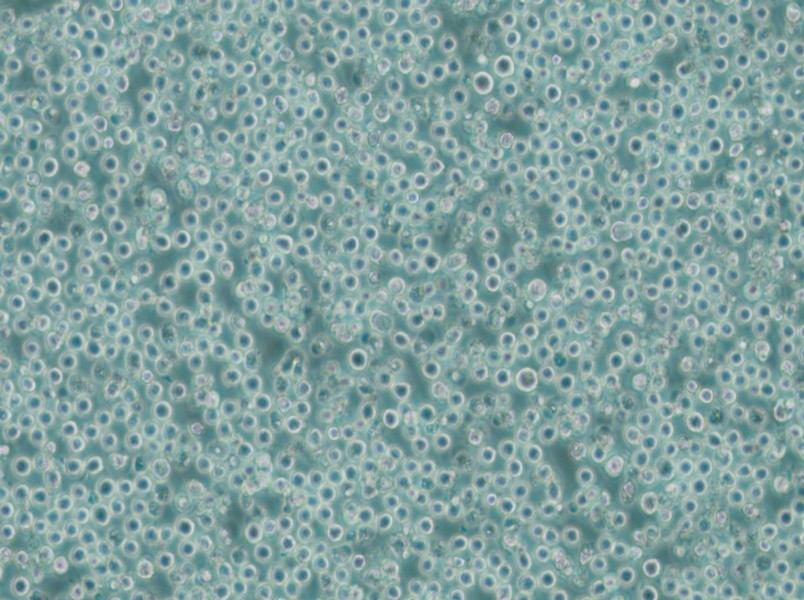 MV-4-11 Cell Complete Medium - 5