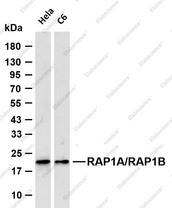 Recombinant RAP1A+RAP1B Monoclonal Antibody - 1