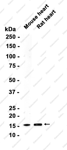 Recombinant COX IV Monoclonal Antibody - 1