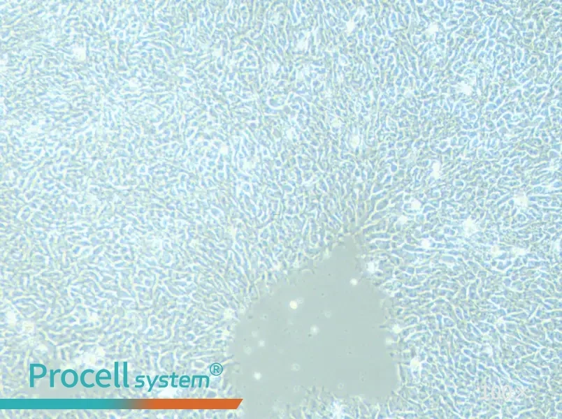 DYR0100 Cell Complete Medium - 3