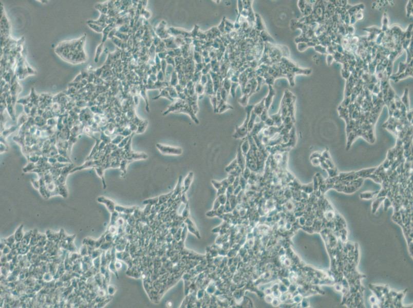 SW620 (DMEM) Cell Complete Medium - small - 4