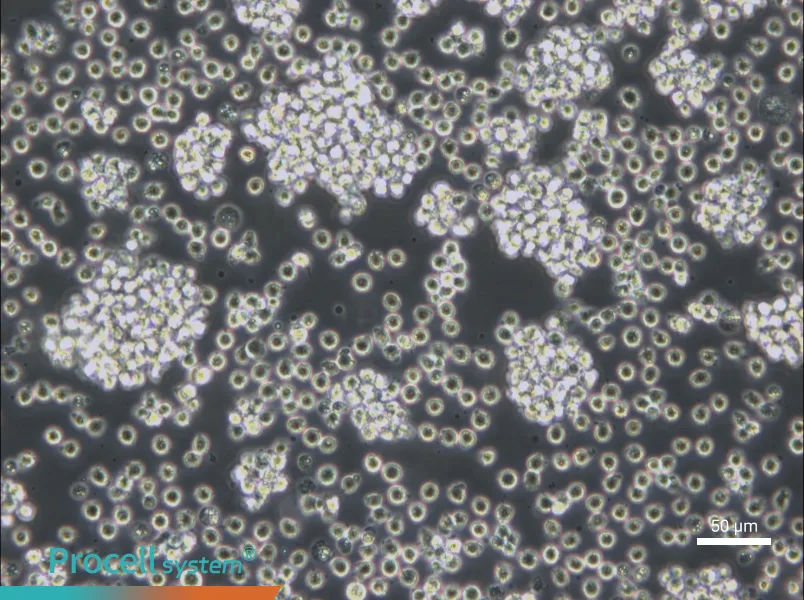 WSU-DLCL2 - 6