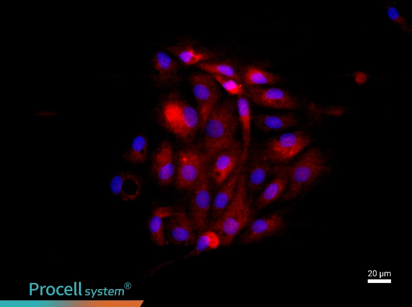 Rat Endometrial Epithelial Cell Complete Medium - 2