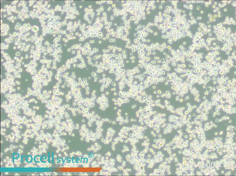 MR1 Cell Complete Medium - 1