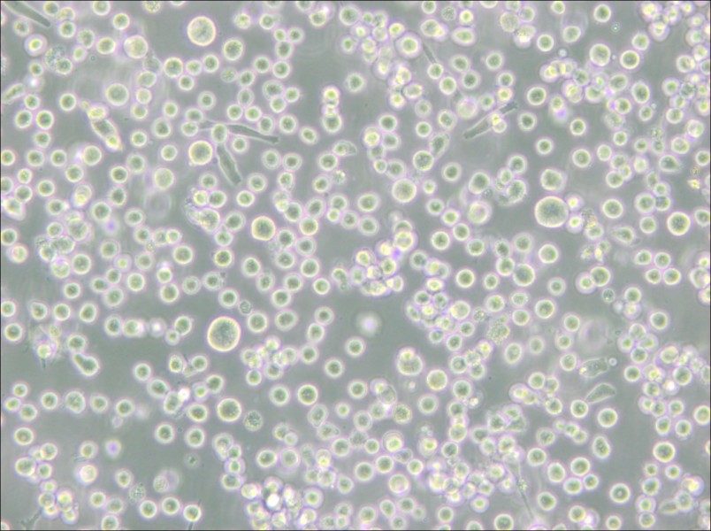 MEG-01 Cell Complete Medium - 4