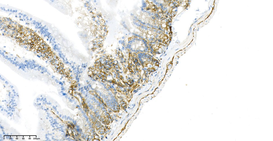 Recombinant CD44 Monoclonal Antibody-searchlist-1