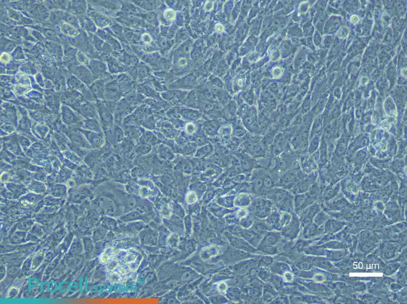 Rabbit Chondrocyte Complete Medium - 4