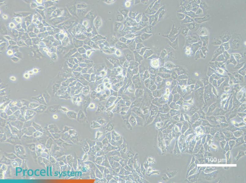 MHCC97-H Cell Complete Medium - 1