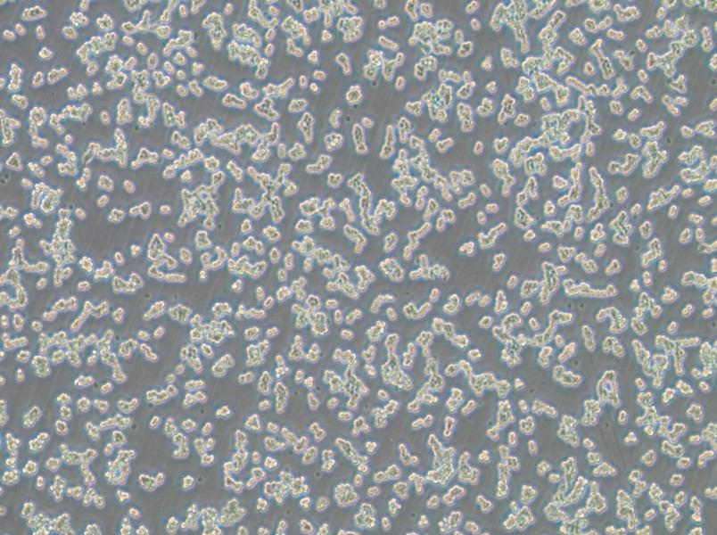 RAW 264.7-LUC Cell Complete Medium-searchlist-1