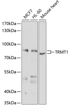 Western blot analysis of extracts of various cell lines using TRMT1 Polyclonal Antibody at 1:1000 dilution.