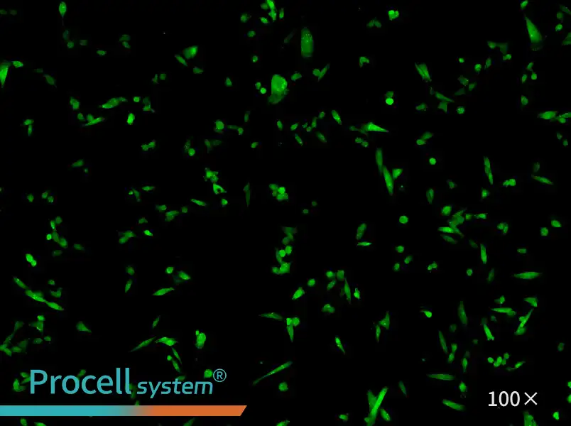 MDA-MB-231-GFP Cell Complete Medium - 1