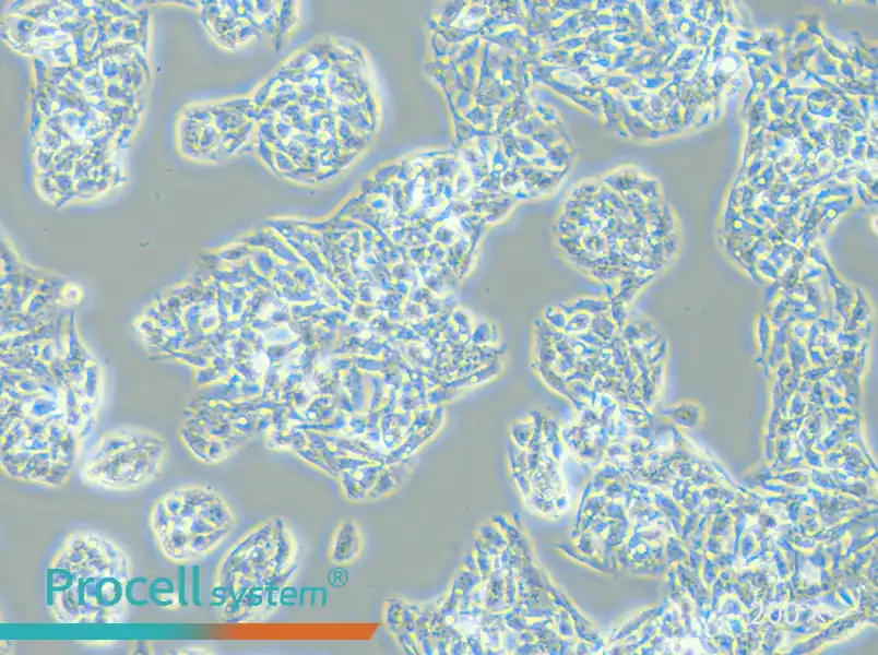 Hep G2 Cell Complete Medium - small - 6