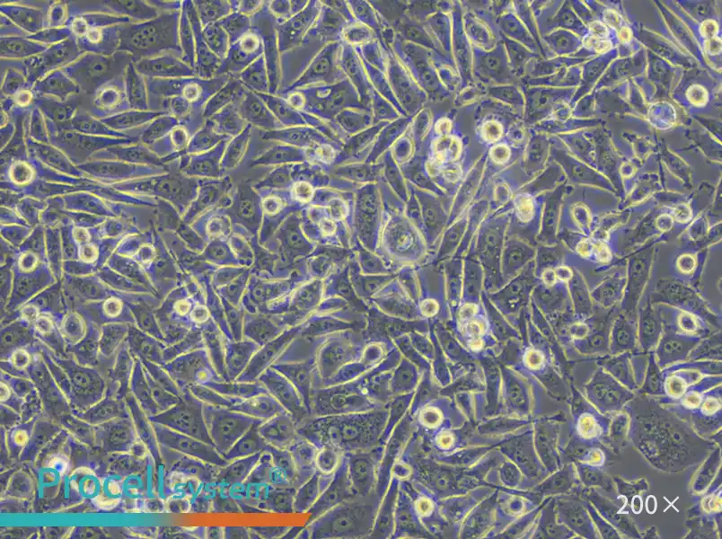 PC-3 Cell Complete Medium - small - 4