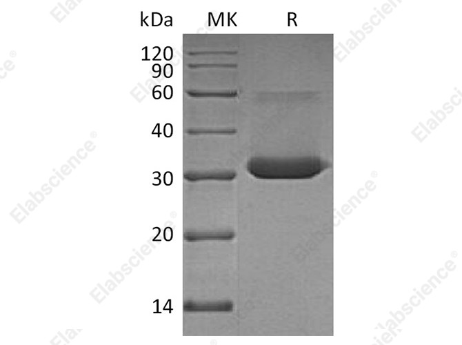 Recombinant Human IgG4-Fc Protein (aa 104-327, Leu325Pro) - 1