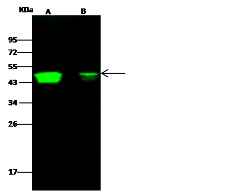 Recombinant CCR1/CD191 Monoclonal Antibody - small - 2